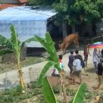 Seekor Sapi Mengamuk di Banten, Sempat Menyerang Warga