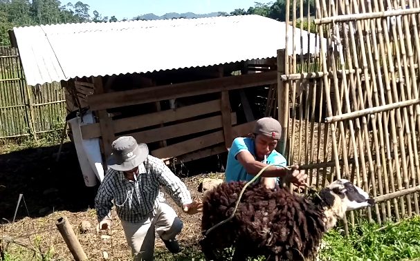Transaksi Jual Beli Hewan Kurban Harus Jaga Jarak