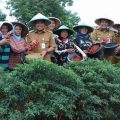 Berkat Urban Farming, Pemkot Tangerang Panen Cabai dan Bawang Hingga 6 Ton