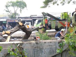 36 Pohon Tumbang Diterjang Hujan Deras, Pemkot Tangerang Bergerak Cepat