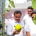 Sekda Soma Atmaja Panen Melon di Melonial Hydrofarm, Apresiasi Semangat Petani Muda