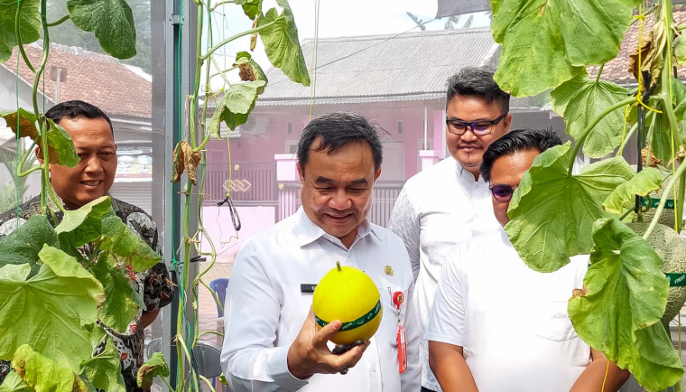 Sekda Soma Atmaja Panen Melon di Melonial Hydrofarm, Apresiasi Semangat Petani Muda Sekda Soma Atmaja Panen Melon di Melonial Hydrofarm, Apresiasi Semangat Petani Muda