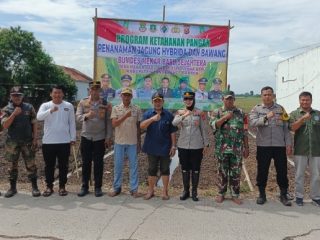Dukung Ketahanan Pangan Desa, BUMDes Mekar Jaya Sejahtera Tanam Jagung dan Bawang