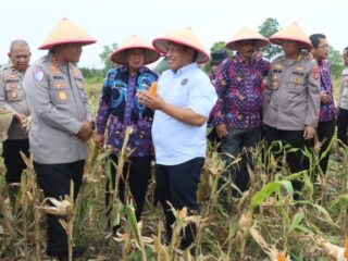 Sempat Disebut Gagal, Jagung di Bantar Panjang Akhirnya Masuki Masa Panen