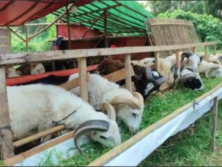Jelang Iduladha, Pemkab Tangerang Turunkan 96 Petugas Periksa Hewan Kurban dan Awasi Lapak Dadakan